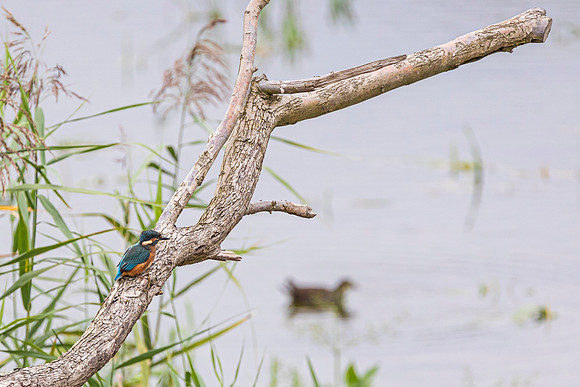 Kingfisher - RSPB Fowlmere