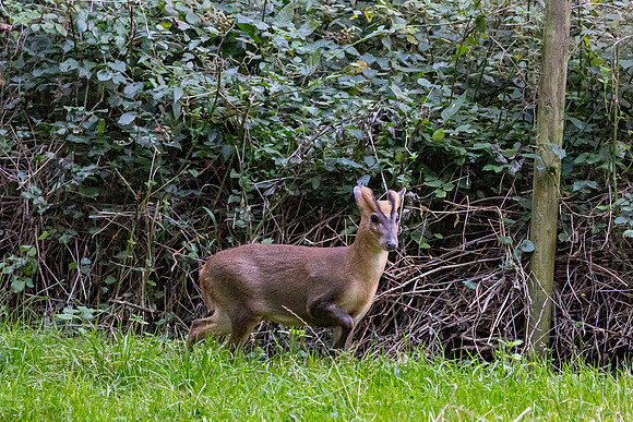 Muncjac -  - RSPB Fowlmere