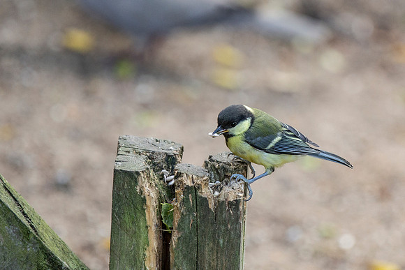 Great tit - Paxton Pits