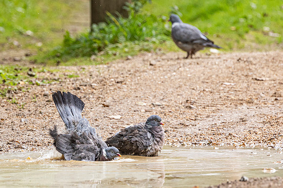 Pigeon bath - Paxton Pits