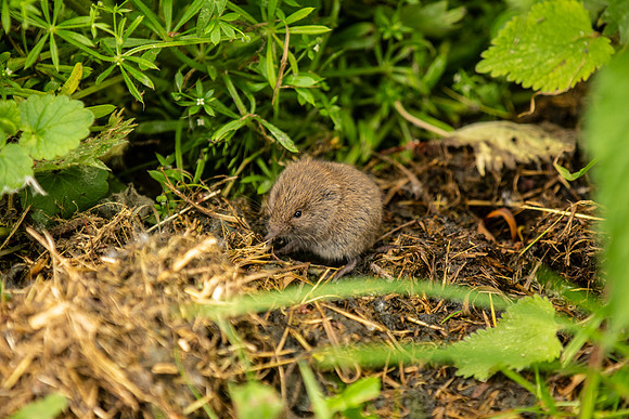 Bank Vole - Paxton Pits