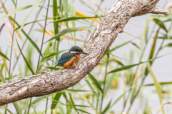 Kingfisher - RSPB Fowlmere
