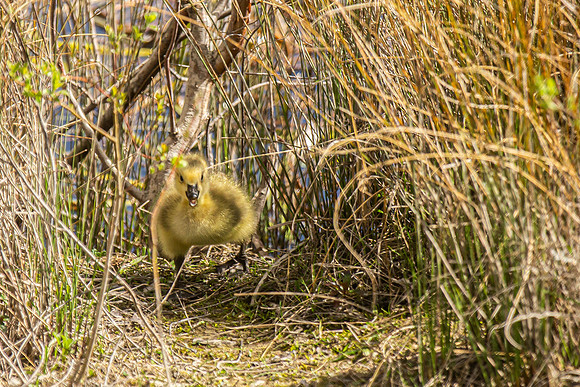 Gosling on the run - WT College Lake