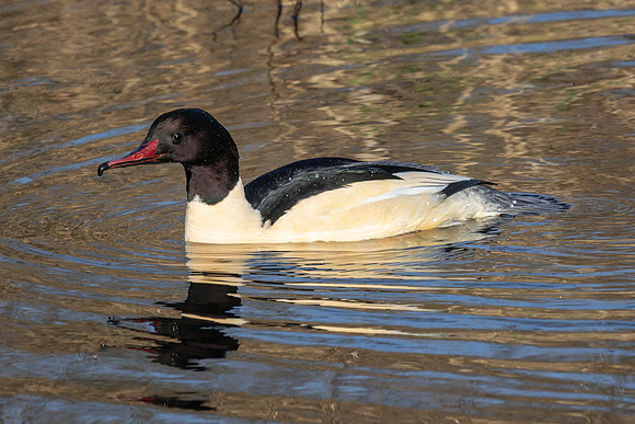 Gooseander