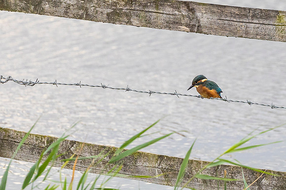 Kingfisher - RSPB Fowlmere