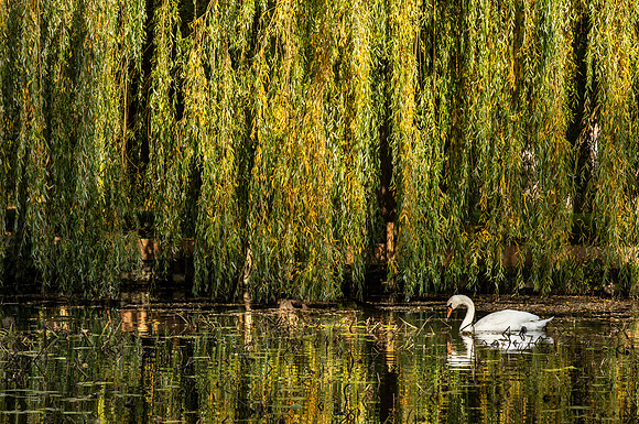 Swan - Wrest Park