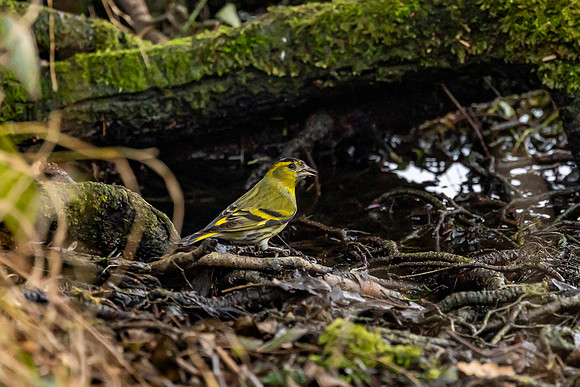 Siskin