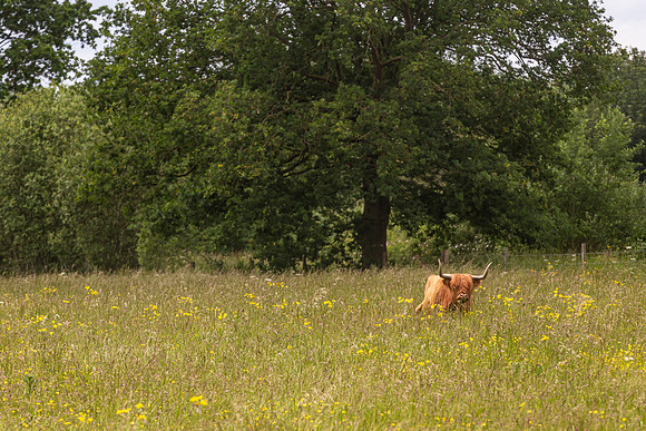 Highland Cattle - Paxton Ptis