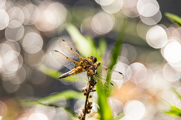 Dragonfly - Paxton Pits