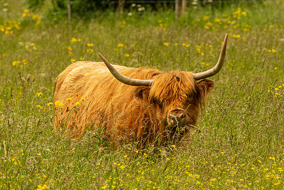 Highland Cattle - Paxton Rits