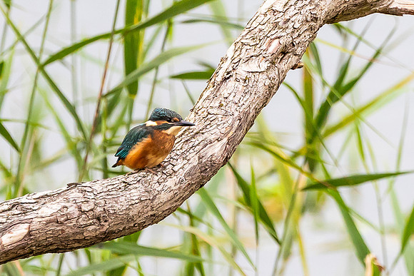 Kingfisher - RSPB Fowlmere