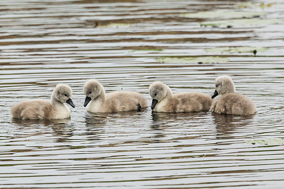 Signets