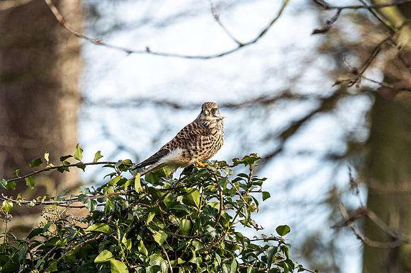 Kestrel