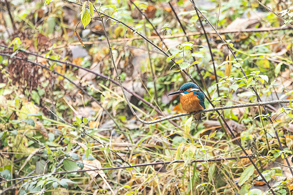 Kingfisher