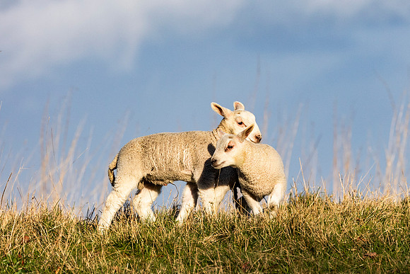 Lambs