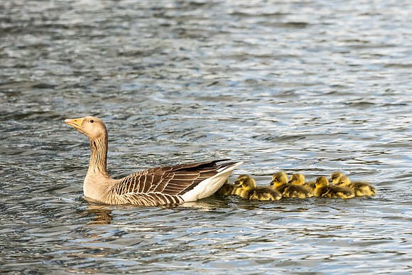 Greylag Goose and Young