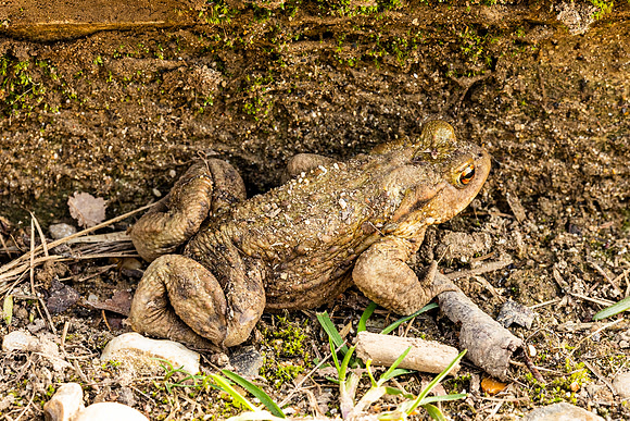Toad