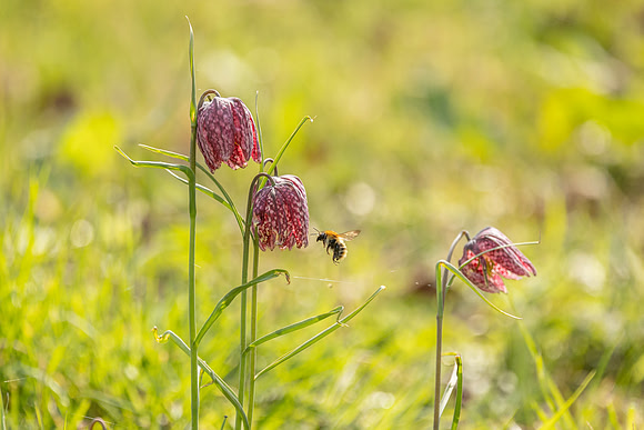 Bee and Snakeshead