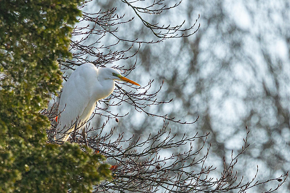 Great White Egret (Rare Visitor)