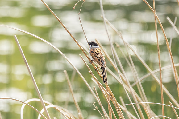 Reed Bunting