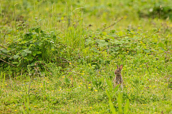 Rabbit - Paxton Pits