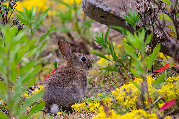 Rabbit - Paxton Pits