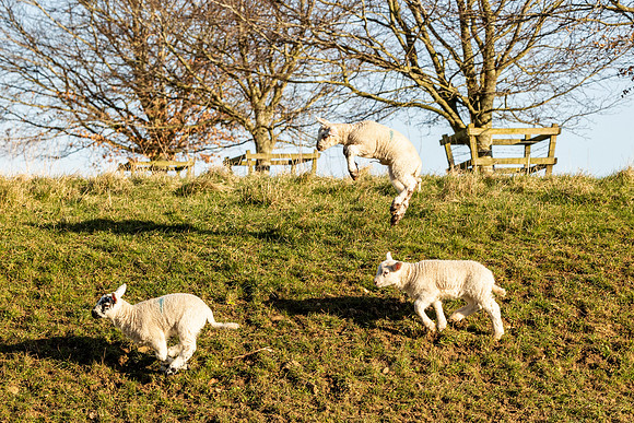 Lambs