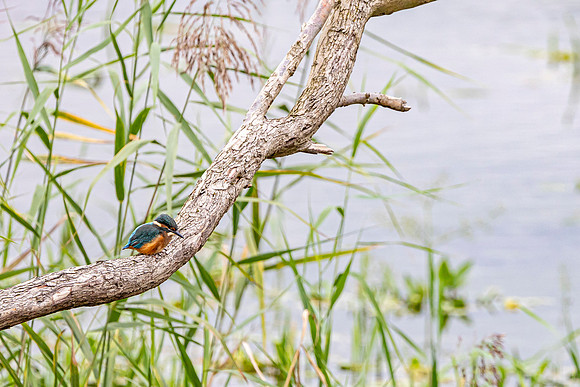 Kingfisher - RSPB Fowlmere