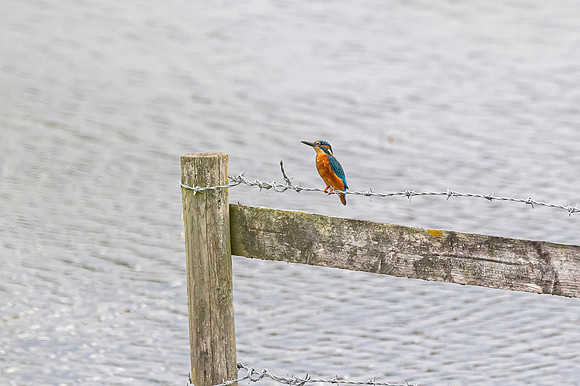 Kingfisher - RSPB Fowlmere