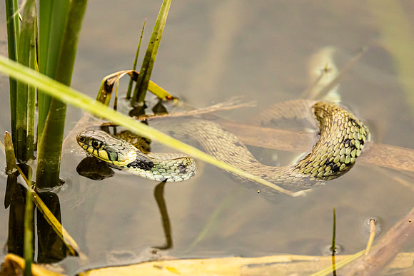 Grass Snake