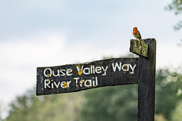 Robin on the trail - Paxton Pits