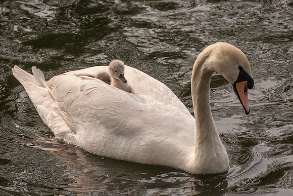 Swan Ride - Paxton Pits