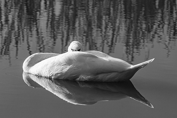 Swan - Wrest Park