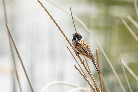 Reed Bunting