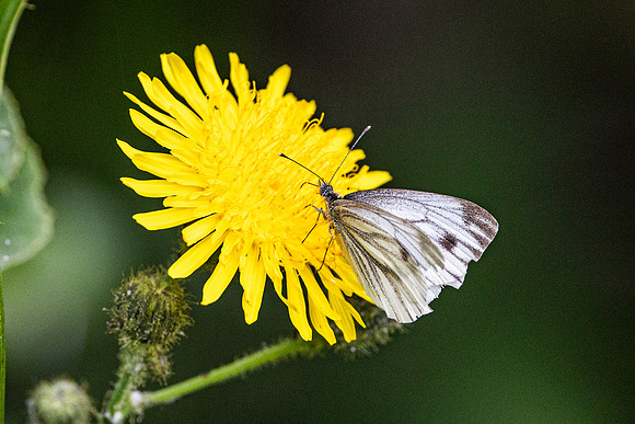Butterfly - Paxton Pits