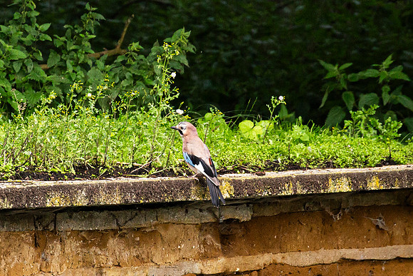 Jay - RSPB Rye Meads
