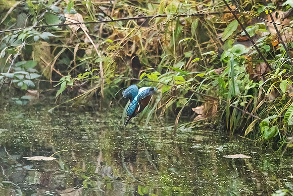 Kingfisher