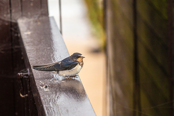 Swallow