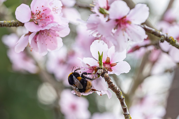 Bee and Blossom