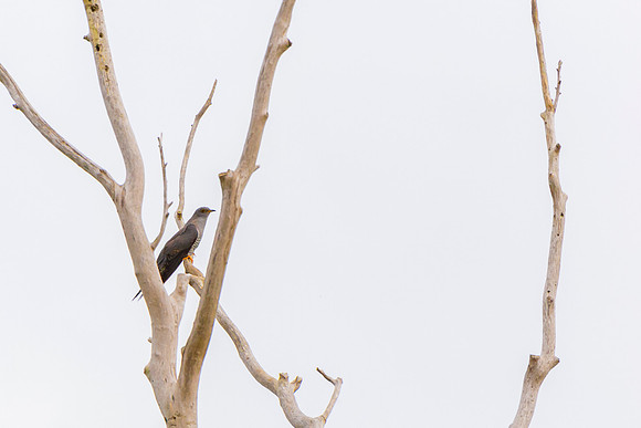 Cuckoo - Paxton Pits