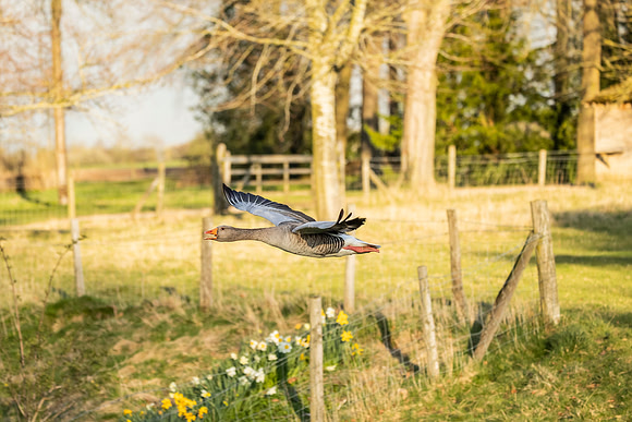 Greylag Goose