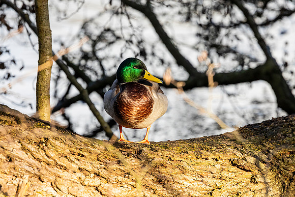 Mallard