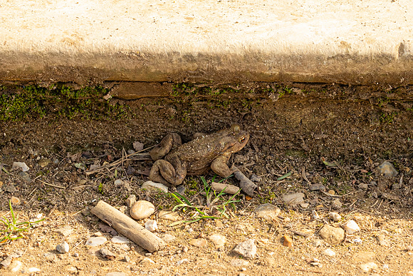 Toad