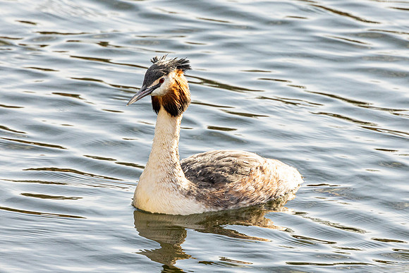 Great Crested Grebe