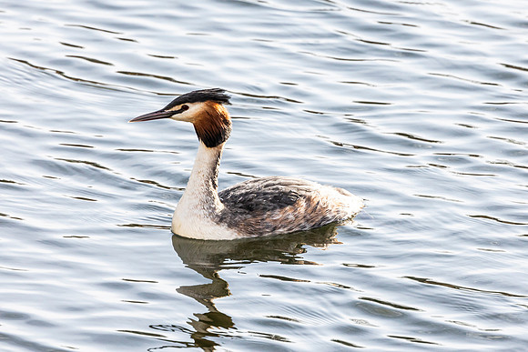 Great Crested Grebe