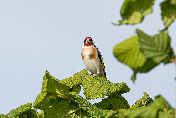 Goldfinch