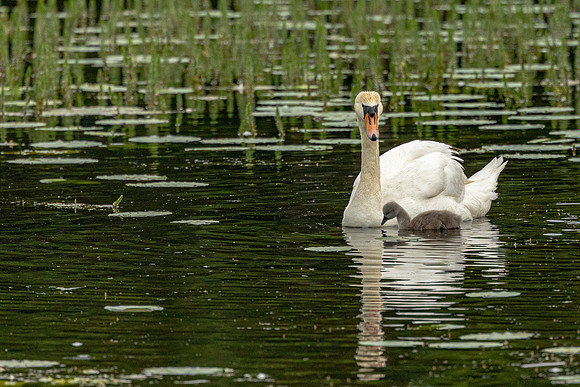 Swan and Young