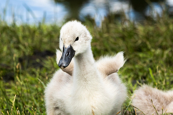 Signet