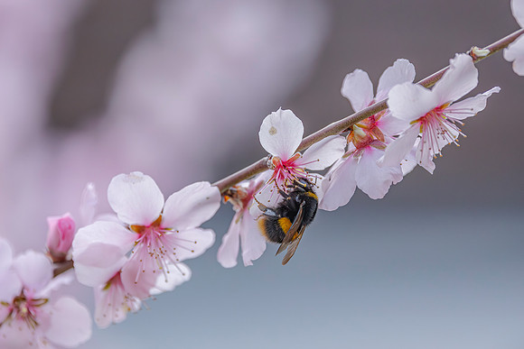 Bee and Blossom