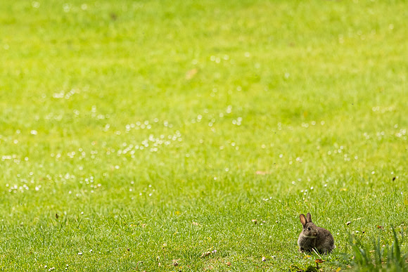 Baby Rabbit